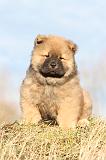 CHOW CHOW 202